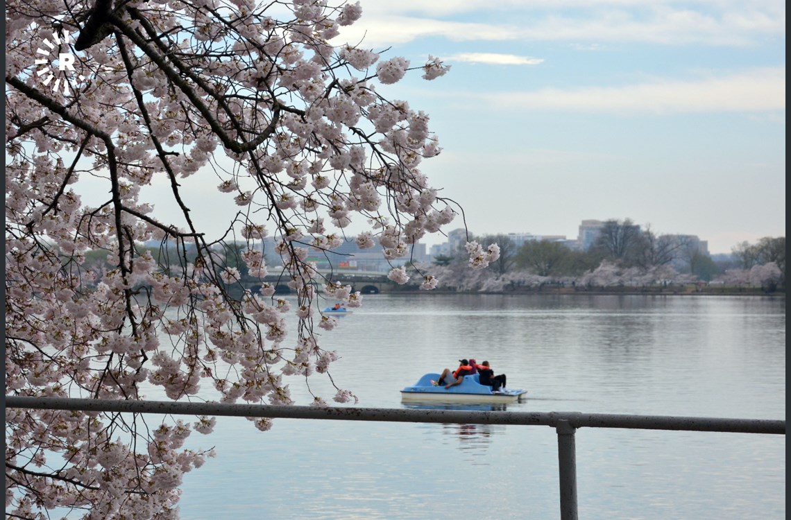 Cherry Blossom marks the first day of spring in the nation’s capital 